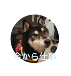 しば三種混合（個別スタンプ：22）