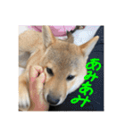 しば三種混合（個別スタンプ：30）