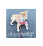 しば三種混合（個別スタンプ：31）