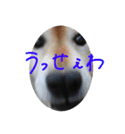 しば三種混合（個別スタンプ：37）