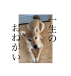 しば三種混合（個別スタンプ：38）
