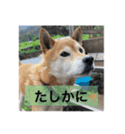 しば三種混合（個別スタンプ：39）