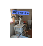 かんたぁCHスタンプ2 ねこ（個別スタンプ：8）