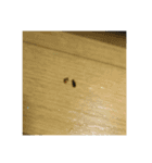 クレアーレ！（個別スタンプ：5）