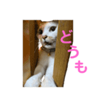 CAT  スタンプ（個別スタンプ：1）