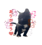 おまめ(黒猫)（個別スタンプ：2）