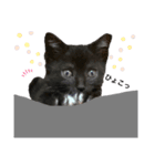 おまめ(黒猫)（個別スタンプ：4）