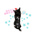 おまめ(黒猫)（個別スタンプ：6）