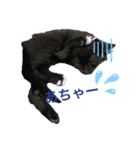 おまめ(黒猫)（個別スタンプ：7）