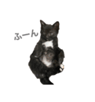 おまめ(黒猫)（個別スタンプ：8）