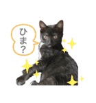 おまめ(黒猫)（個別スタンプ：9）