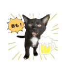 おまめ(黒猫)（個別スタンプ：10）
