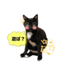 おまめ(黒猫)（個別スタンプ：11）