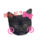 おまめ(黒猫)（個別スタンプ：12）