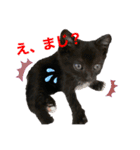 おまめ(黒猫)（個別スタンプ：13）