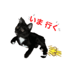 おまめ(黒猫)（個別スタンプ：16）