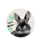 ミンチョップ＋わわとその兄（個別スタンプ：24）