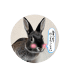 ミンチョップ＋わわとその兄（個別スタンプ：25）