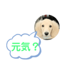 カニンヘンダックスフンド挨拶（個別スタンプ：2）