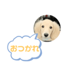 カニンヘンダックスフンド挨拶（個別スタンプ：3）