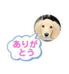 カニンヘンダックスフンド挨拶（個別スタンプ：4）