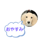 カニンヘンダックスフンド挨拶（個別スタンプ：5）