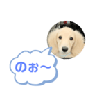カニンヘンダックスフンド挨拶（個別スタンプ：9）