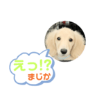 カニンヘンダックスフンド挨拶（個別スタンプ：12）