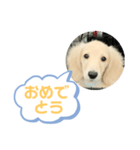 カニンヘンダックスフンド挨拶（個別スタンプ：15）