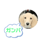 カニンヘンダックスフンド挨拶（個別スタンプ：16）