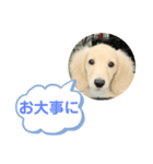 カニンヘンダックスフンド挨拶（個別スタンプ：19）