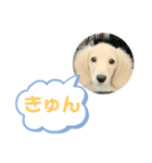 カニンヘンダックスフンド挨拶（個別スタンプ：20）