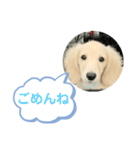 カニンヘンダックスフンド挨拶（個別スタンプ：21）