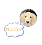 カニンヘンダックスフンド挨拶（個別スタンプ：25）