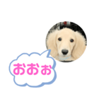 カニンヘンダックスフンド挨拶（個別スタンプ：27）