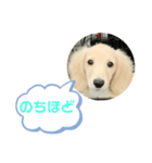 カニンヘンダックスフンド挨拶（個別スタンプ：31）