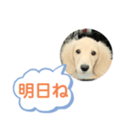 カニンヘンダックスフンド挨拶（個別スタンプ：32）