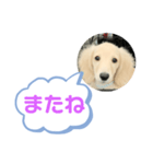 カニンヘンダックスフンド挨拶（個別スタンプ：33）