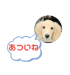カニンヘンダックスフンド挨拶（個別スタンプ：34）
