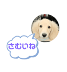 カニンヘンダックスフンド挨拶（個別スタンプ：35）