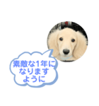 カニンヘンダックスフンド挨拶（個別スタンプ：37）