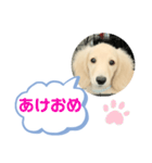 カニンヘンダックスフンド挨拶（個別スタンプ：39）