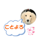 カニンヘンダックスフンド挨拶（個別スタンプ：40）
