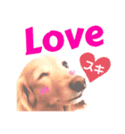 lovelyダックスフンド・アンの日常7（個別スタンプ：17）