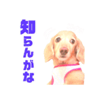lovelyダックスフンド・アンの日常7（個別スタンプ：20）
