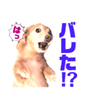 lovelyダックスフンド・アンの日常7（個別スタンプ：22）