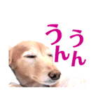 lovelyダックスフンド・アンの日常7（個別スタンプ：38）