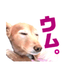 lovelyダックスフンド・アンの日常7（個別スタンプ：39）