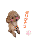 SORA the Toy poodle（個別スタンプ：1）