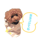 SORA the Toy poodle（個別スタンプ：2）
